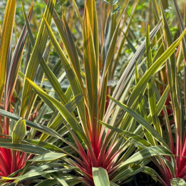 Cordyline australis Magic Star