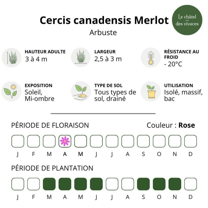 Cercis canadensis Merlot