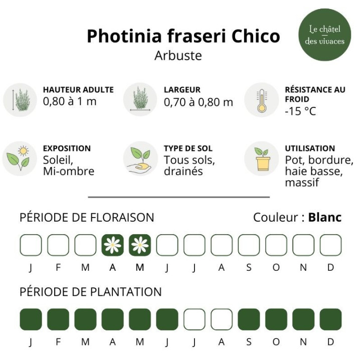 Photinia fraseri Chico