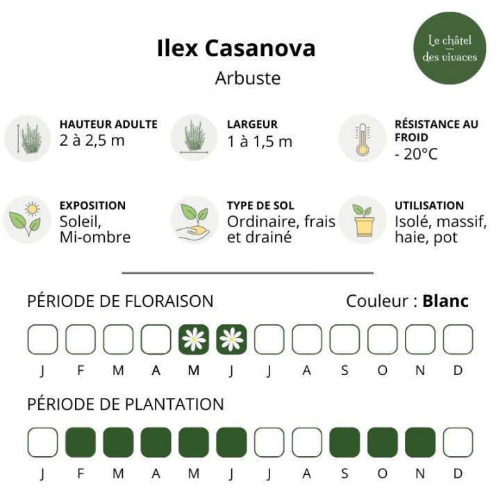 Ilex meserveae Casanova