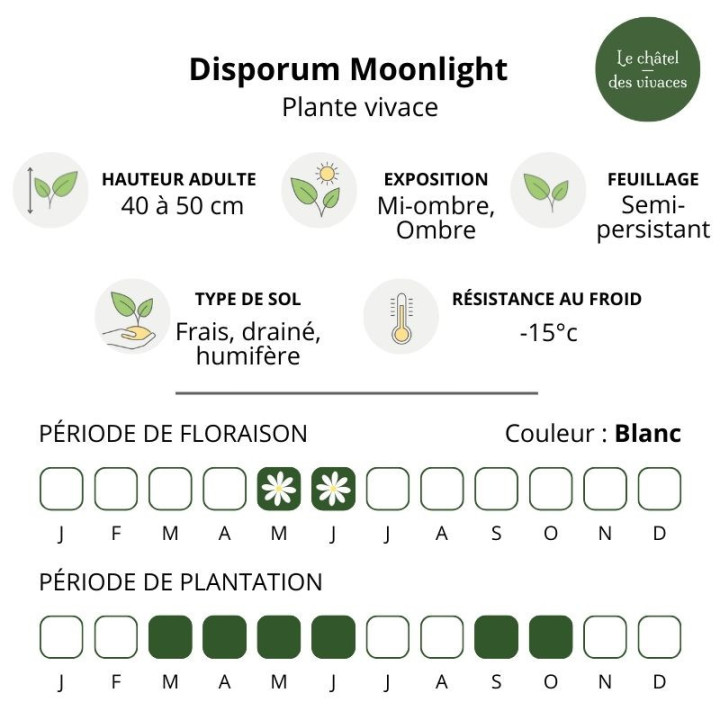 Disporum cantoniense Moonlight
