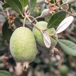 Feijoa sellowiana Triumph