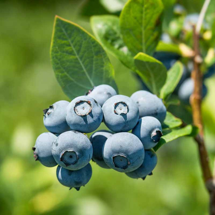 Myrtillier corymbosum Rubel