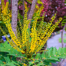 Mahonia x media Charity