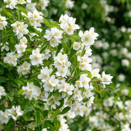 Philadelphus Petite Perfume White