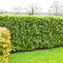 Haie de 5 Laurier du Caucase | Prunus laurocerasus