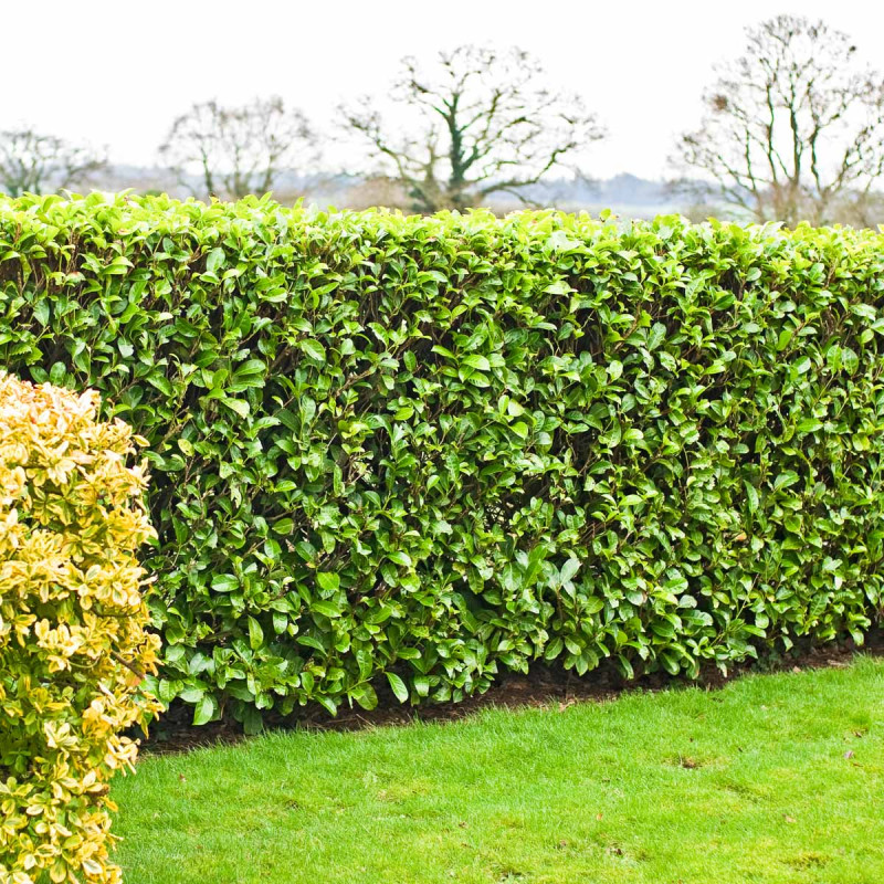 Haie De 5 Laurier Du Caucase Prunus Laurocerasus