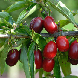 Cornus mas Kazanlak | Cornouillier mâle