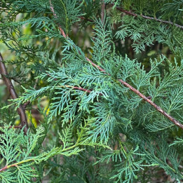 Cupressus leylandii
