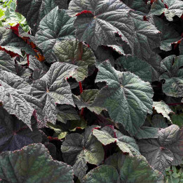 Begonia Dark Side of the Moon