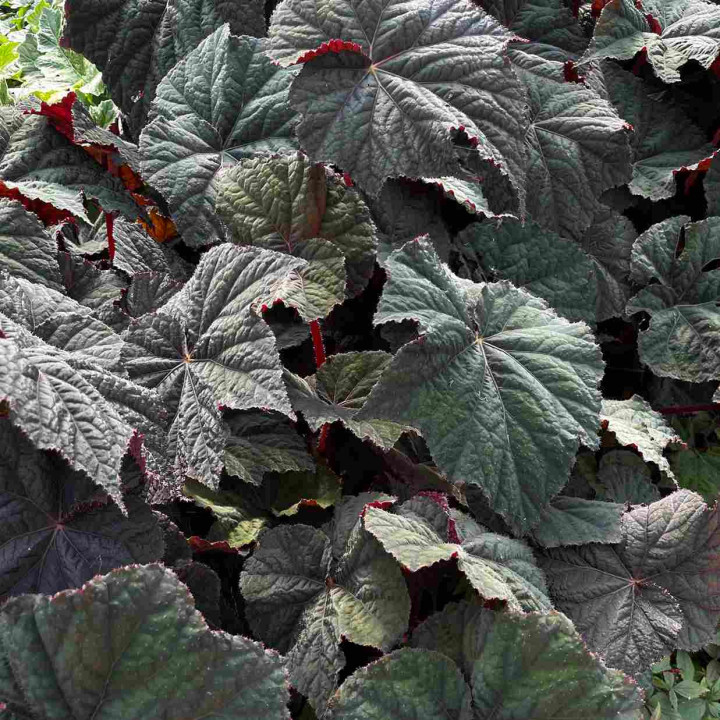 Begonia Dark Side of the Moon