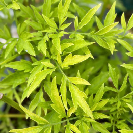 Sambucus nigra Golden Tower