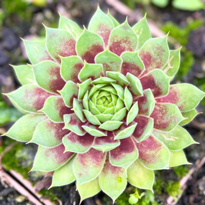 Sempervivum Chick Charms Gold Rush