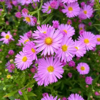 Fleurs de l'Aster dumosus Herbstgruss vom Bresserhof Fleurs de l'Aster dumosus Herbstgruss vom Bresserhof