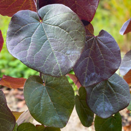 Cercis canadensis Merlot