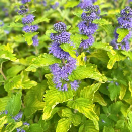 Caryopteris clandonensis Good As Gold