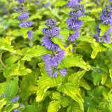 Caryopteris clandonensis Good As Gold