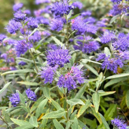 Caryopteris clandonensis Heavenly Blue