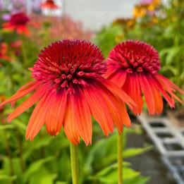 Echinacea Carrot Cake