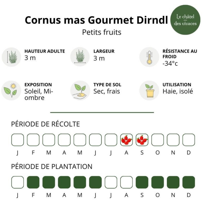 Cornus mas Schonbrunner Gournmet Dirndl