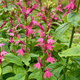Floraison du Lobelia Monet Moment