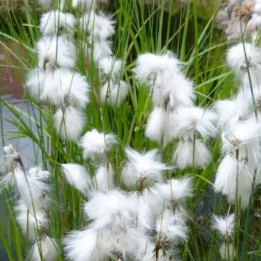 Eriophorum angustifolium - Linaigrette
