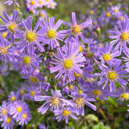Aster laevis Arcturus