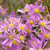 Aster x Pink Star