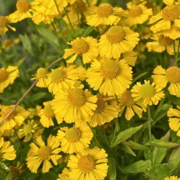 Helenium autumnale Mariachi Sombrero