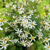 Aster divaricatus Beth Chatto en pleine floraison