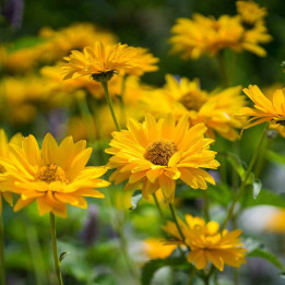 Heliopsis helianthoides scabra Mars