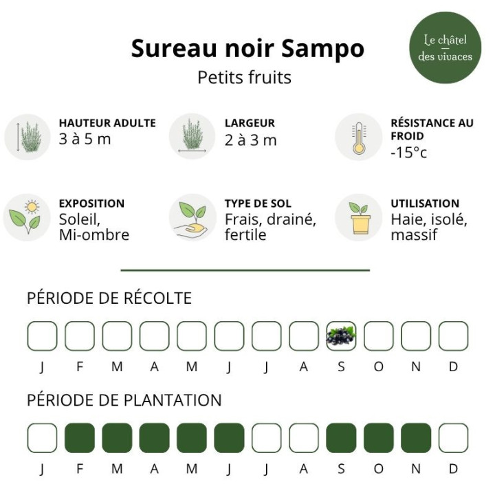 Sambucus nigra 'Sampo'