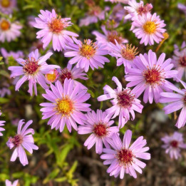 Aster dumosus Anneke