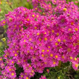 Aster novi-belgii Lisette