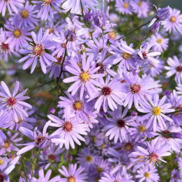 Aster cordifolius Blue Heaven
