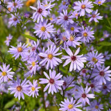 Aster cordifolius Little Carlow - Floraison