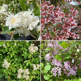 Kit Haie Parfumée – La Haie des Saisons Enchantées