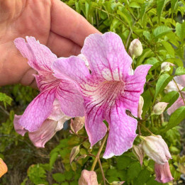 Podranea ricasoliana