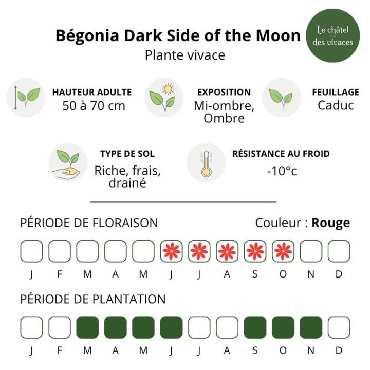 Begonia Dark Side of the Moon