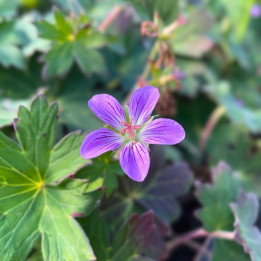 Fleur du Geranium Fay Anna