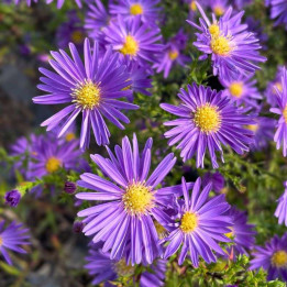 Aster ericoides Blue Wonder