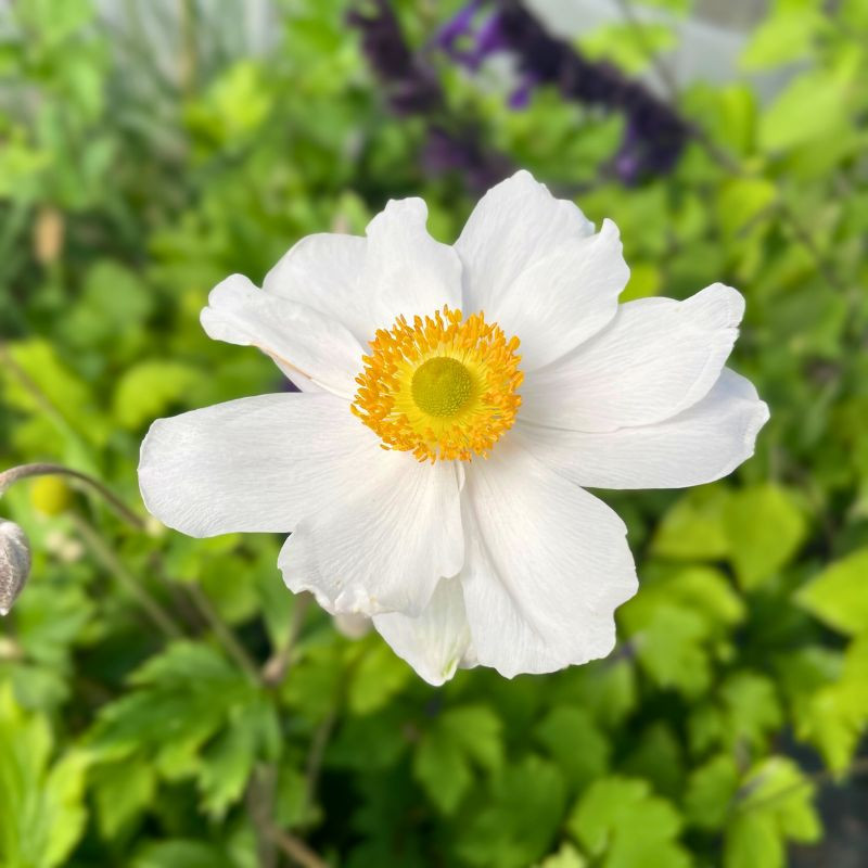 Anemone Ruffled Swan | Anémone du Japon