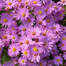 Floraison abondante de l'Aster dumosus Herbstgruss vom Bresserhof