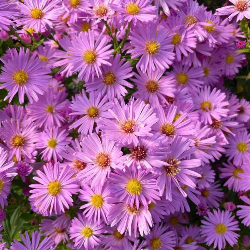 Floraison abondante de l'Aster dumosus Herbstgruss vom Bresserhof Floraison abondante de l'Aster dumosus Herbstgruss vom Bresserhof