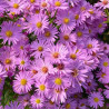 Aster dumosus Herbstgruss vom Bresserhof