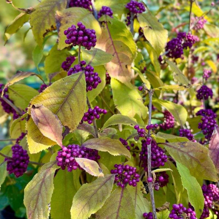 Callicarpa bodinieri Imperial Pearl