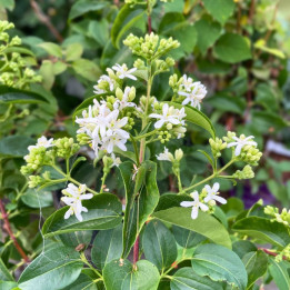 Heptacodium miconioides Tianshan