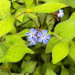 Ceratostigma willmottianum