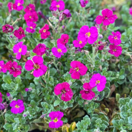 Aubrieta Burgundy