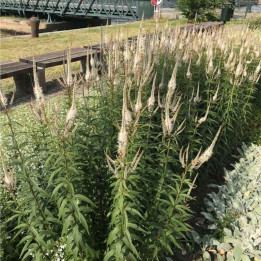 Veronicastrum virginicum Album